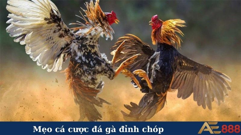"Cháy" lớn cùng sảnh đá gà AE888 - Kịch tính từng giây! 6 Mẹo cá cược đá gà đỉnh chóp
