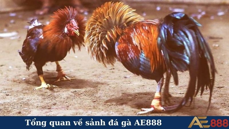 "Cháy" lớn cùng sảnh đá gà AE888 - Kịch tính từng giây! 4 Tổng quan về sảnh đá gà AE888
