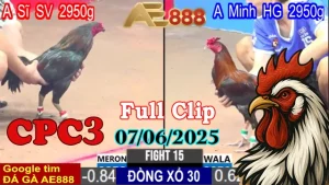 Full Clip Đá Gà Thomo C3 Ngày 07/06/2025