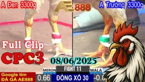 Full Clip Đá Gà Thomo C3 Ngày 08/06/2025