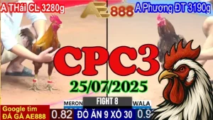 Xem Lại Đá Gà C3 Thomo Hôm Nay Ngày 25/07/2025