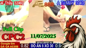 Video Clip Đá Gà Trực Tiếp C2 Ngày 11/07/2025