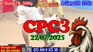 Full Clip Đá Gà C3 Thomo Hôm Nay Ngày 22/07/2025