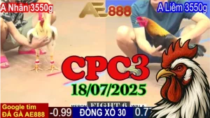 Full Video Đá Gà Thomo Hôm Nay C3 Ngày 18/07/2025 - ĐÁ GÀ AE888