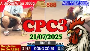 Video Clip Đá Gà Trực Tiếp Thomo Hôm Nay C3 Ngày 21/07/2025