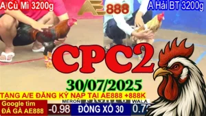 Xem Lại Đá Gà C2 Thomo Ngày 30/07/2025 - Video Phát Lại