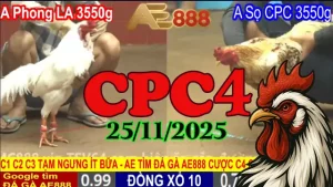 Full Clip Đá Gà Thomo CPC4 25112025 – Đại Chiến Cực Căng