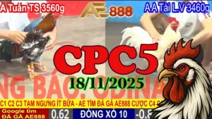 Full video đá gà CPC5 Thomo hôm nay 18112025 chất lượng HD