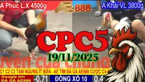 Video phát lại trực tiếp đá gà CPC5 hôm nay 19112025 miễn phí