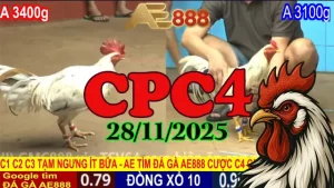 Xem Đá Gà Thomo CPC4 Hôm Nay 28112025 Trực Tiếp Không Delay