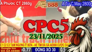 Xem nhanh clip đá gà trực tiếp Thomo CPC5 hôm nay 23112025
