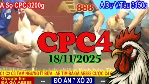 Xem video đá gà trực tiếp CPC4 Thomo 18112025 không lag
