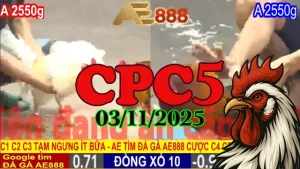 Phát Lại Toàn Bộ Đá Gà Thomo Đấu Trường C5 Ngày 03/11/2025