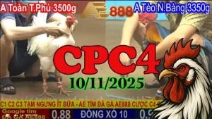 Clip full trận đá gà trực tiếp Thomo CPC4 hôm nay 10/11/2025