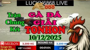 Chung Kết Gà Đá Giải Tonhon Anh Việt Vĩnh Long vs Anh Út 30 ( Hạng Cân 3.2kg)