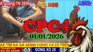 Đá Gà CPC4 Trực Tiếp Hôm Nay 01012026 Xem Phát Lại