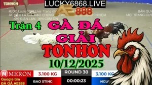 Gà Đá Giải Tonhon Trận 4 Anh Bảo Sting vs Anh Nguyên Cà Mau ( Hạng cân 3.1kg)