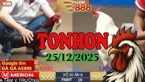 Link Xem Đá Gà Trực Tiếp Tonhon 25122025