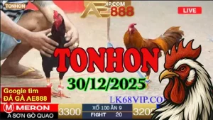 Link xem video trực tiếp đá gà Tonhon 30122025