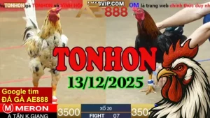 Tổng Hợp Trực Tiếp Đá Gà Tonhon 13122025 Phát Lại – Siêu Nét