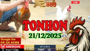 Xem Lại Đá Gà Tonhon 21122025 Không Lag