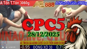 Xem lại đá gà Thomo CPC5 hôm nay 28122025 tại trường gà