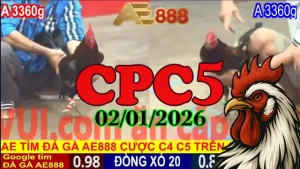 Full Video Trực Tiếp Đá Gà Thomo CPC5 Hôm Nay 02012026