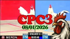 Link Video Trực Tiếp Gà Đá CPC3 Ngày 08012025