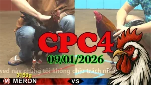 Tổng Hợp Phát Lại Trực Tiếp Đá Gà CPC4 Hôm Nay 09/01/2026