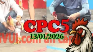 Video đá gà CPC5 ngày 13012026 mới nhất