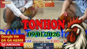 Xem Lại Video Đá Gà Tonhon Ngày 09012026