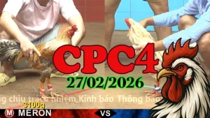 Clip đá gà trực tiếp CPC4 ngày 27022026 hôm nay