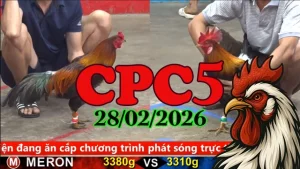 Trực tiếp video đá gà CPC5 hôm nay 28022026 chuẩn SEO