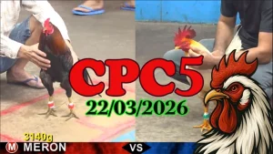 Clip đá gà CPC5 trực tiếp ngày 22032026