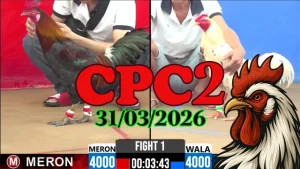 Clip đá gà Thomo CPC2 ngày 31032026