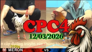 Clip trận gà trực tiếp CPC4 hôm nay 12032026 – Video Thomo hấp dẫn