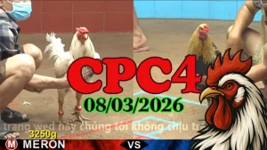 Highlight video đá gà trực tiếp CPC4 ngày 08032026 – Các trận gà đỉnh cao
