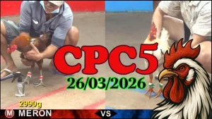 Tổng Hợp Video Clip Đá Gà Thomo CPC5 26032026