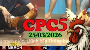 Tổng Hợp Xem Lại Đá Gà Thomo CPC5 Hôm Nay 25032026