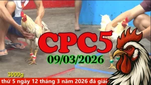 Tổng hợp clip đá gà trực tiếp CPC5 ngày 09032026 mới nhất hôm nay
