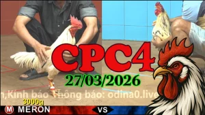 Video Clip Đá Gà Thomo CPC4 Ngày 27032026