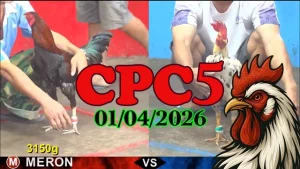 Video Đá Gà Thomo CPC5 Ngày 01042026