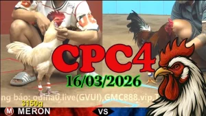 Video đá gà Thomo trực tiếp CPC4 ngày 16032026 mới nhất