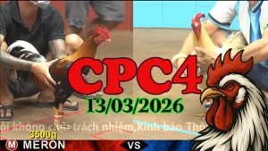 Video đá gà trực tiếp CPC4 ngày 13032026 – Xem miễn phí hôm nay
