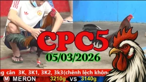Video đá gà trực tiếp CPC5 ngày 05032026 – Clip đá gà Thomo mới