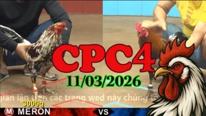 Video phát lại đá gà trực tiếp CPC4 ngày 11032026 chuẩn HD