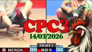 Xem lại clip đá gà trực tiếp CPC3 hôm nay 14032026