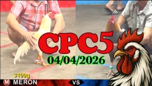 Clip Đá Gà Thomo CPC5 Ngày 04042026