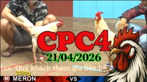 Clip đá gà Thomo CPC4 hôm nay 21042026