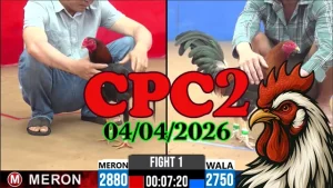 Clip video đá gà Thomo CPC2 ngày 04042026